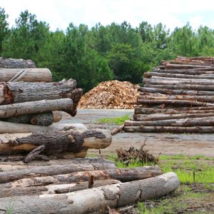 piles of wood and firewood